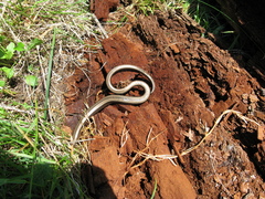Anguis colchica