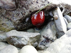Actinia mediterranea