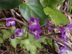 Pinguicula