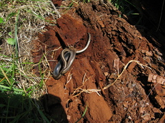 Anguis colchica