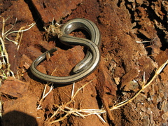 Anguis colchica