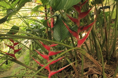 Heliconia stricta