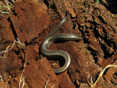 Anguis colchica