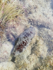 Holothuria poli