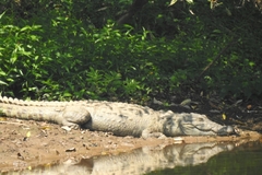Crocodylus palustris