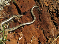 Anguis colchica