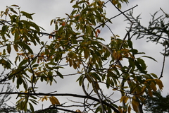 Salix jenisseensis