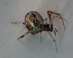 Parasteatoda lunata