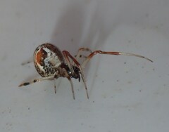 Parasteatoda lunata