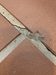 Operophtera bruceata