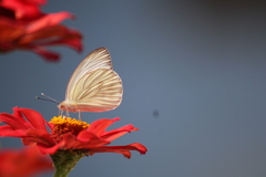 Ascia monuste monuste