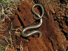 Anguis colchica