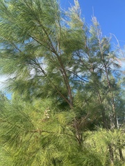 Casuarina