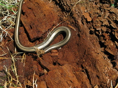 Anguis colchica