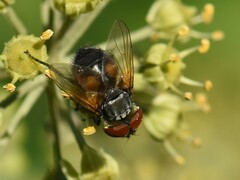 Phasia aurigera