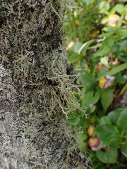 Ramalina farinacea