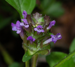 Prunella vulgaris