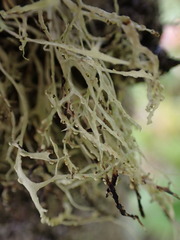 Ramalina farinacea