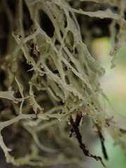 Ramalina farinacea