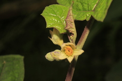 Solanum stramoniifolium