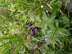 Fritillaria camschatcensis