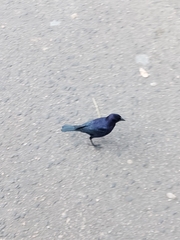 Molothrus bonariensis
