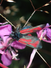 Zygaena minos