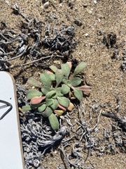 Camissoniopsis