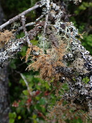 Sphaerophorus tuckermanii