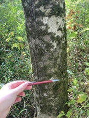 Acer leucoderme