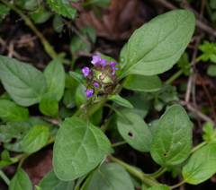 Prunella vulgaris