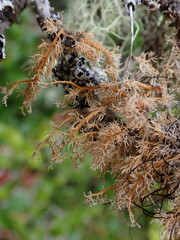 Sphaerophorus tuckermanii