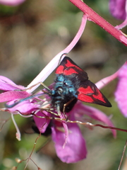 Zygaena minos