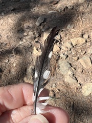 Dendrocopos major canariensis