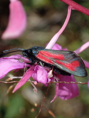 Zygaena minos