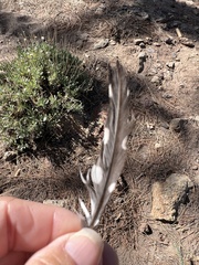 Dendrocopos major canariensis