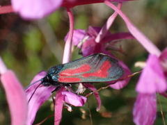 Zygaena minos