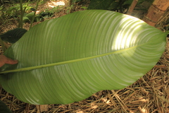 Heliconia stricta