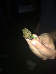 Leptodactylus albilabris