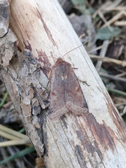 Agrochola haematidea