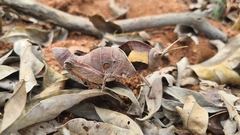 Lobosceliana