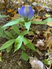 Gentiana saponaria