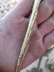 Sporobolus cryptandrus