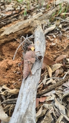 Lobosceliana