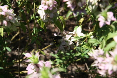 Pygodasis quadrimaculata