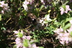 Pygodasis quadrimaculata