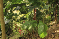 Heliconia stricta