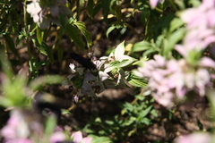 Pygodasis quadrimaculata