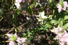 Pygodasis quadrimaculata