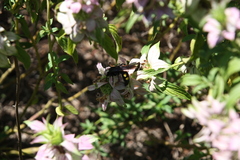 Pygodasis quadrimaculata